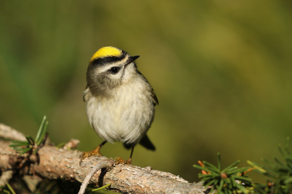 Golden-crowned Kinglet - ML272664991