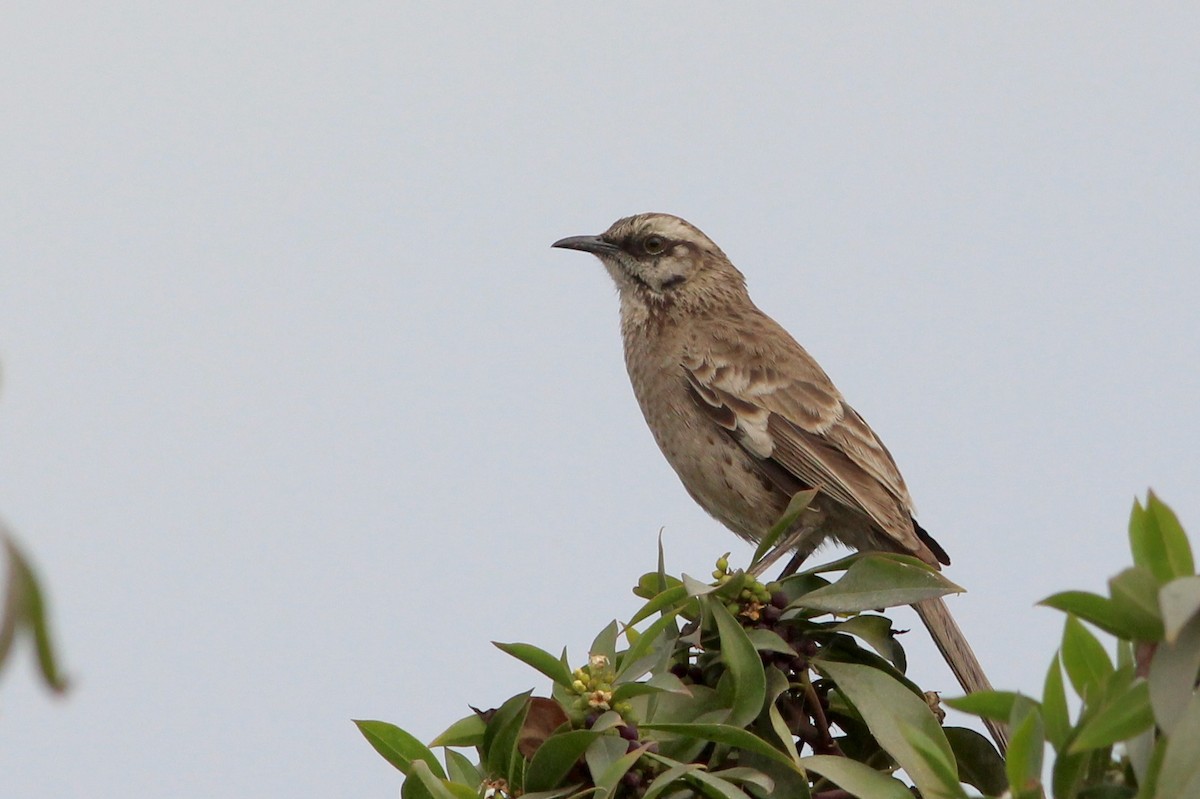 Long-tailed Mockingbird - ML272665141