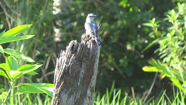 マダラナキサンショウクイ - ML272665891