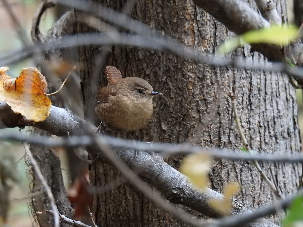 Winter Wren - ML272666241