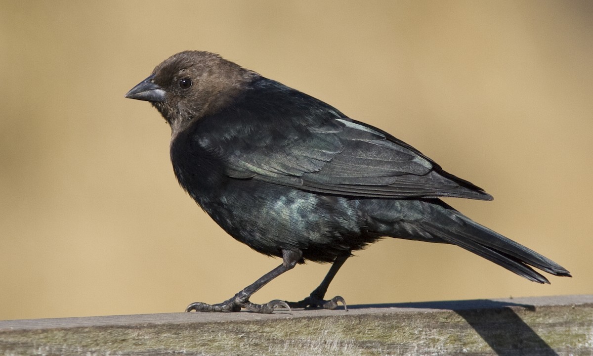 Brown-headed Cowbird - Brian Sullivan