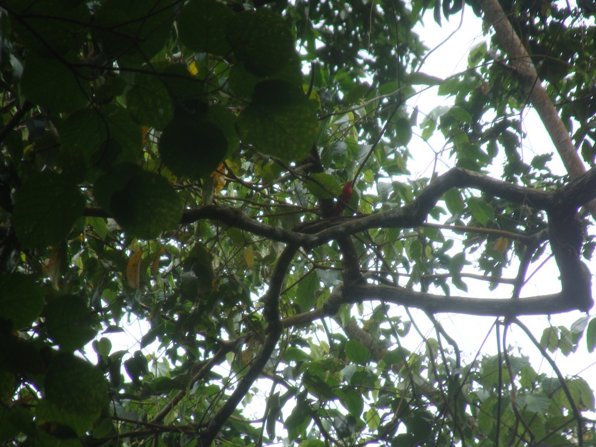 Summer Tanager - Daniel de Jesus Garcia León