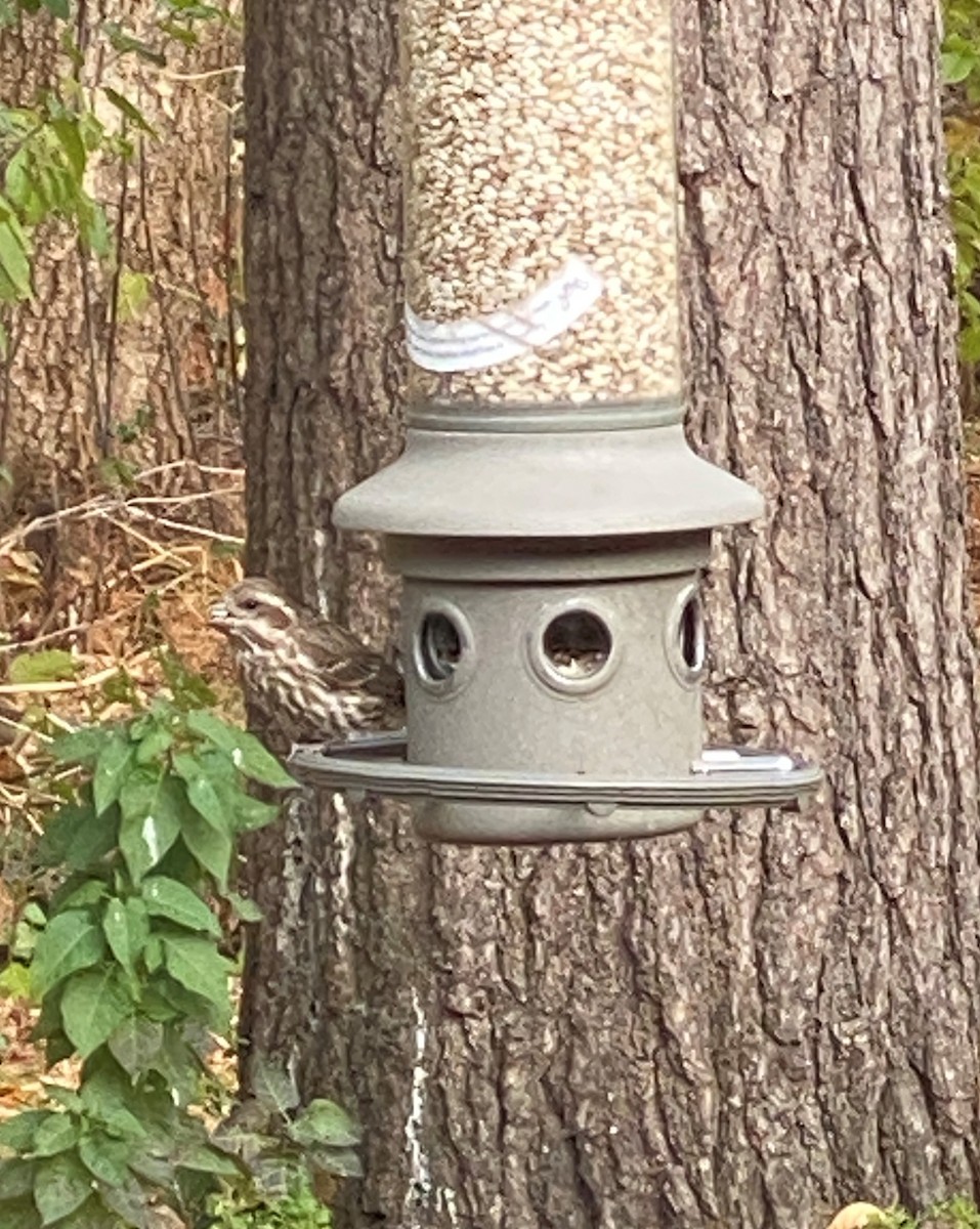 Purple Finch - Quarry Hill Nature Center