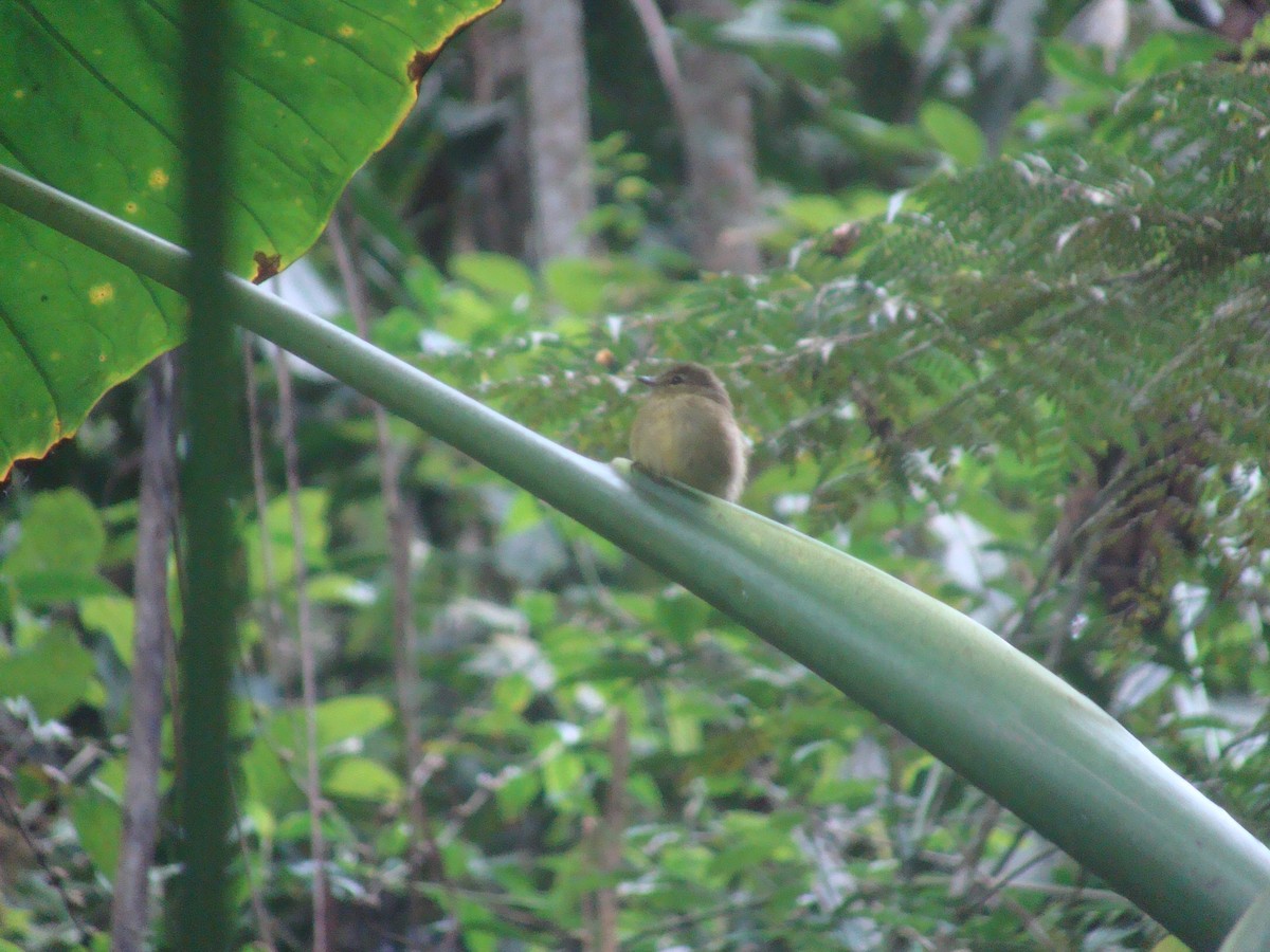 Ochre-bellied Flycatcher - Daniel de Jesus Garcia León