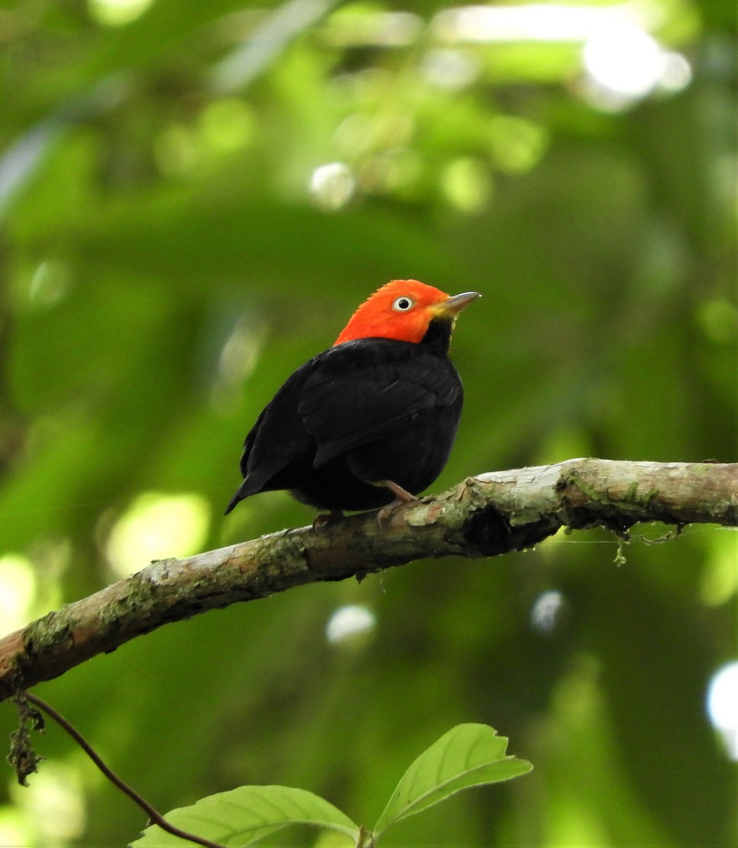 Red-capped Manakin - Sheila Nale