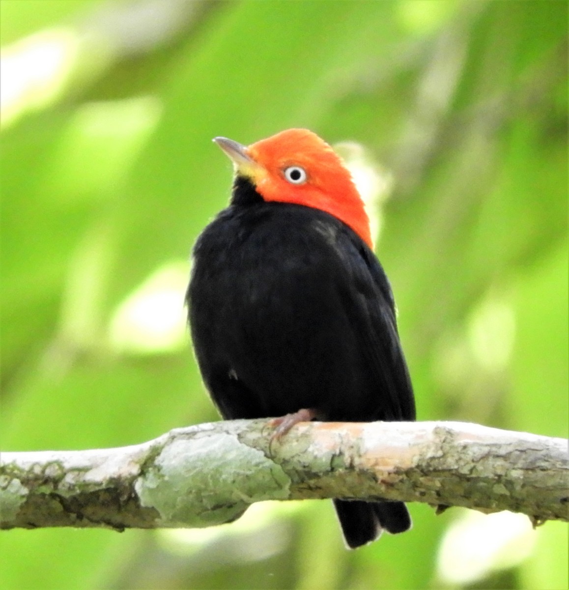 Red-capped Manakin - Sheila Nale