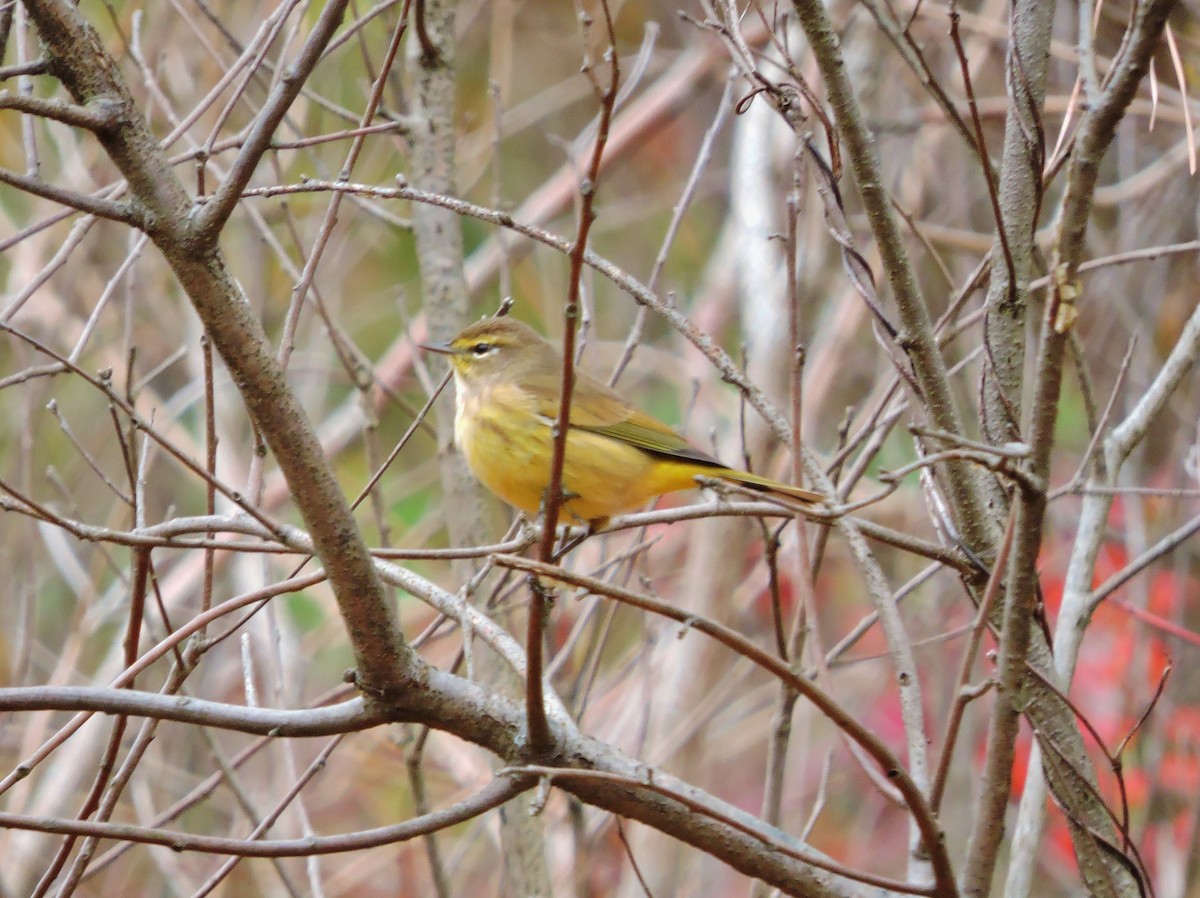 Palm Warbler (Yellow) - Thomas Williams