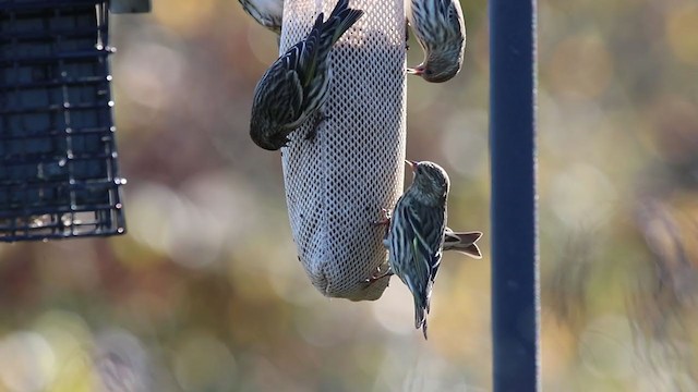 Pine Siskin - ML272672801