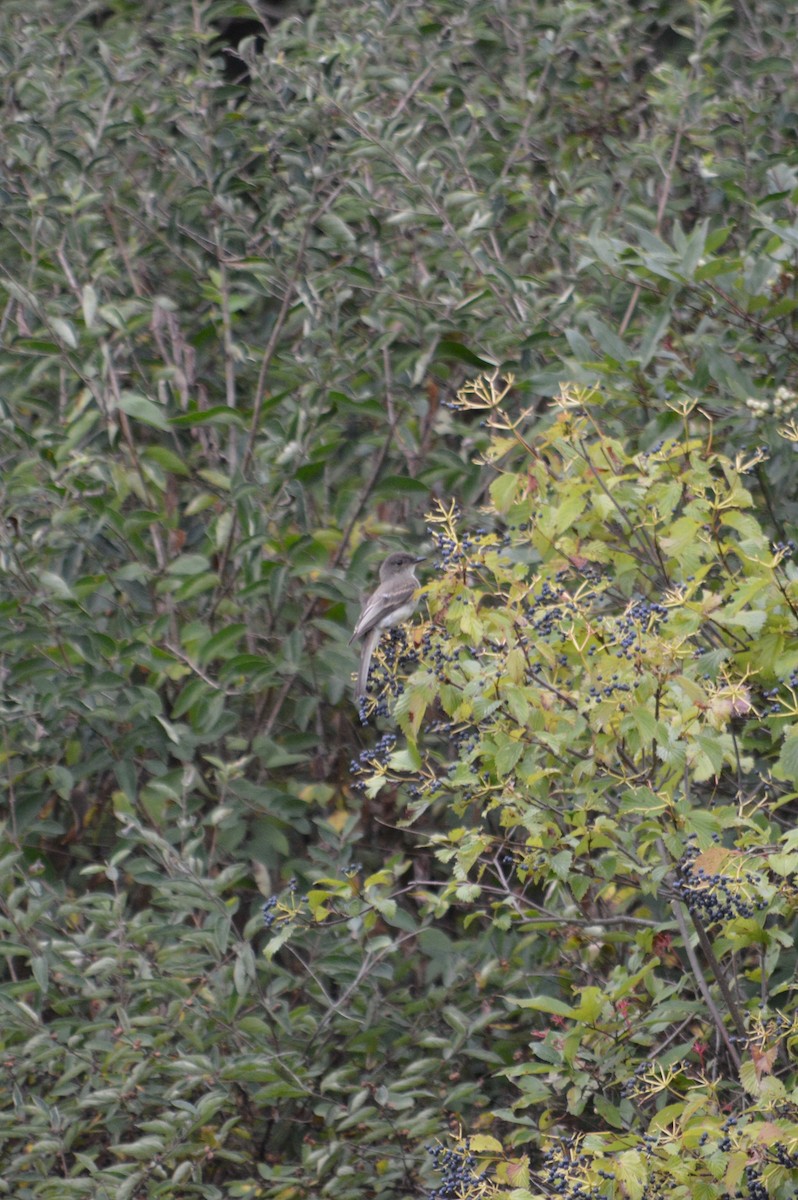 Eastern Phoebe - ML272674271