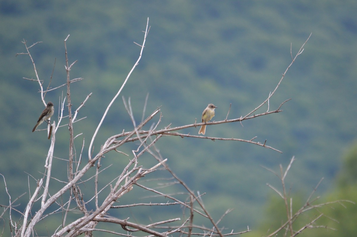 Eastern Phoebe - ML272674331