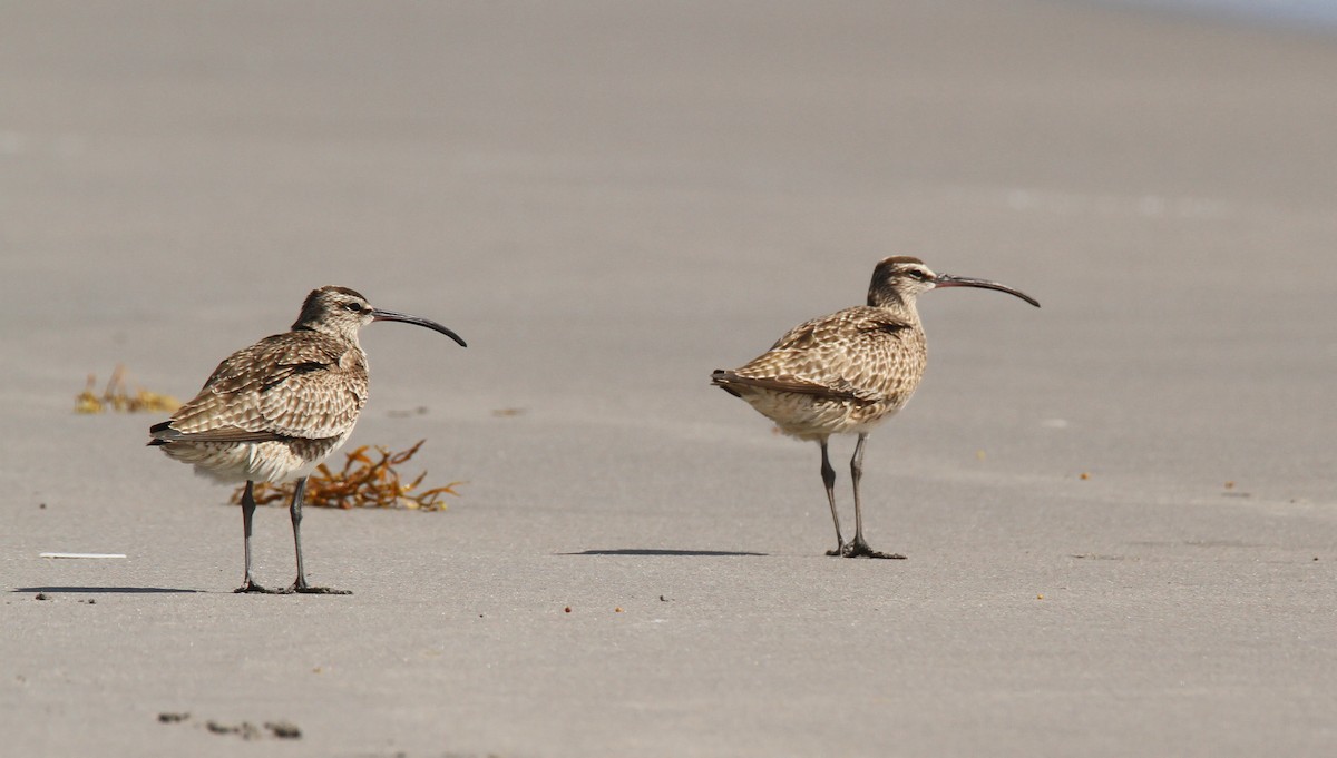 Whimbrel - ML27267461