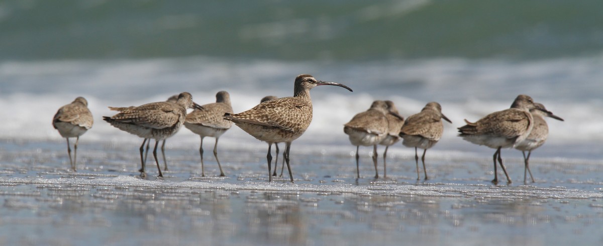 Whimbrel - ML27267471