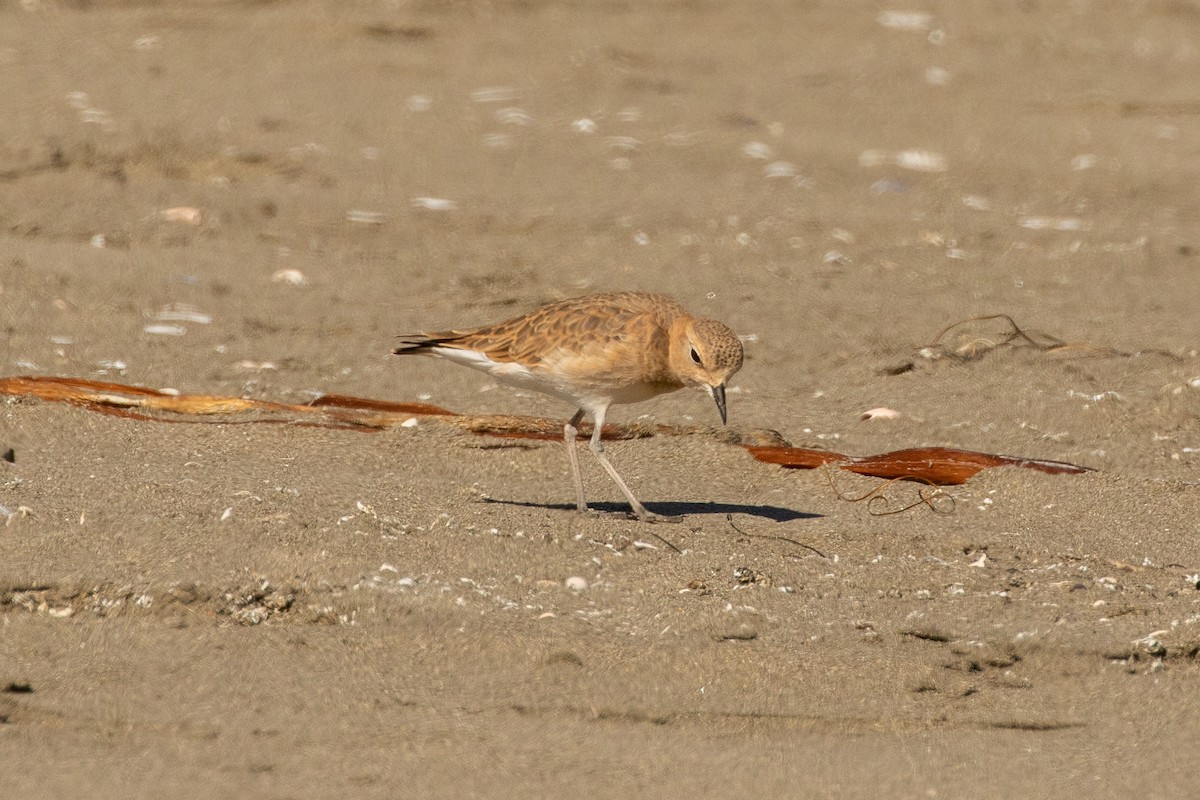 Mountain Plover - ML272676491