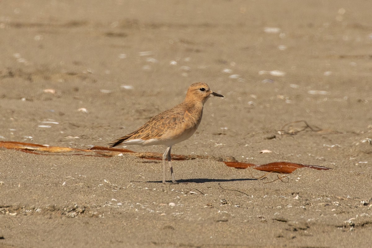 Mountain Plover - ML272676701