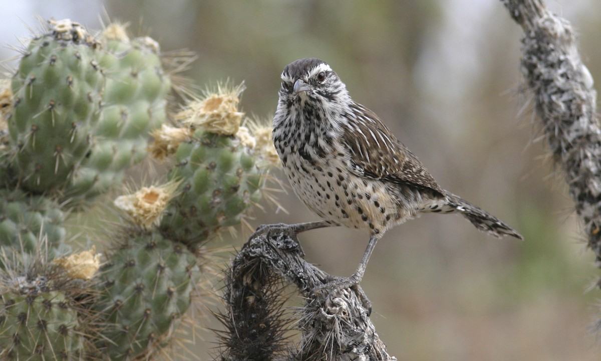 Cactus Wren - ML27267931