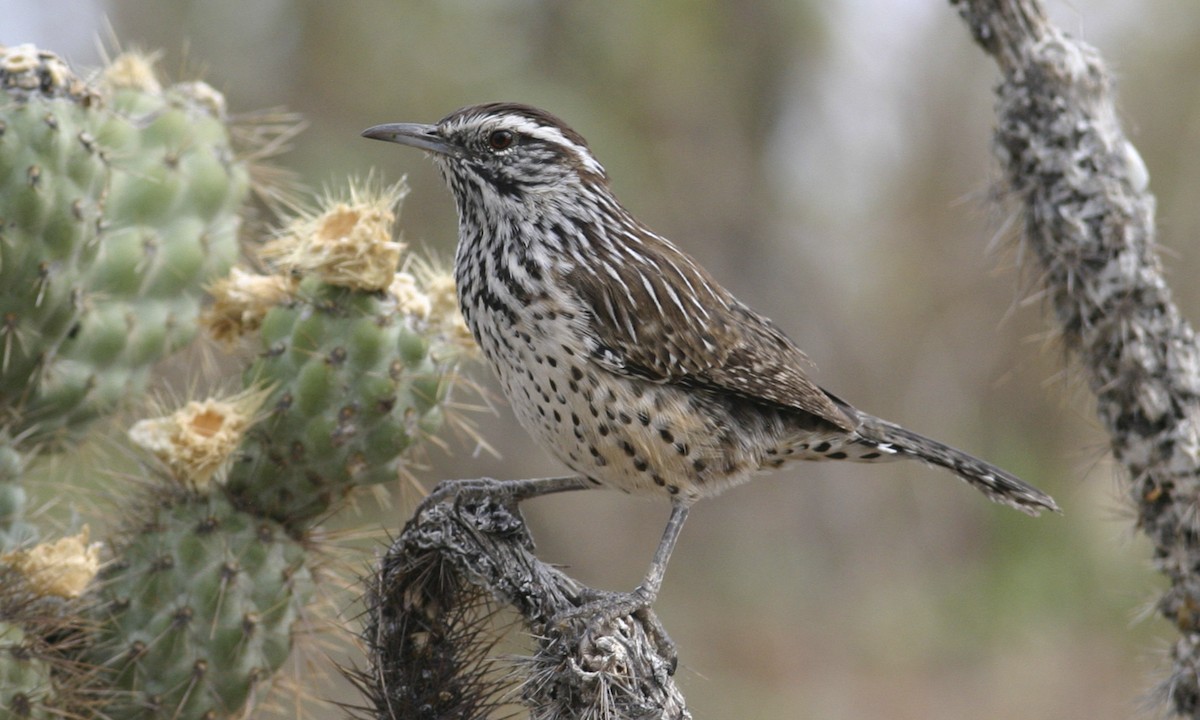 Cactus Wren - ML27267941