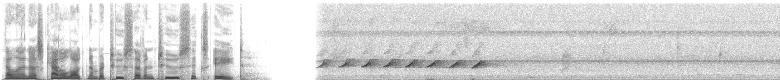 Cocoa Woodcreeper (Lawrence's) - ML27268