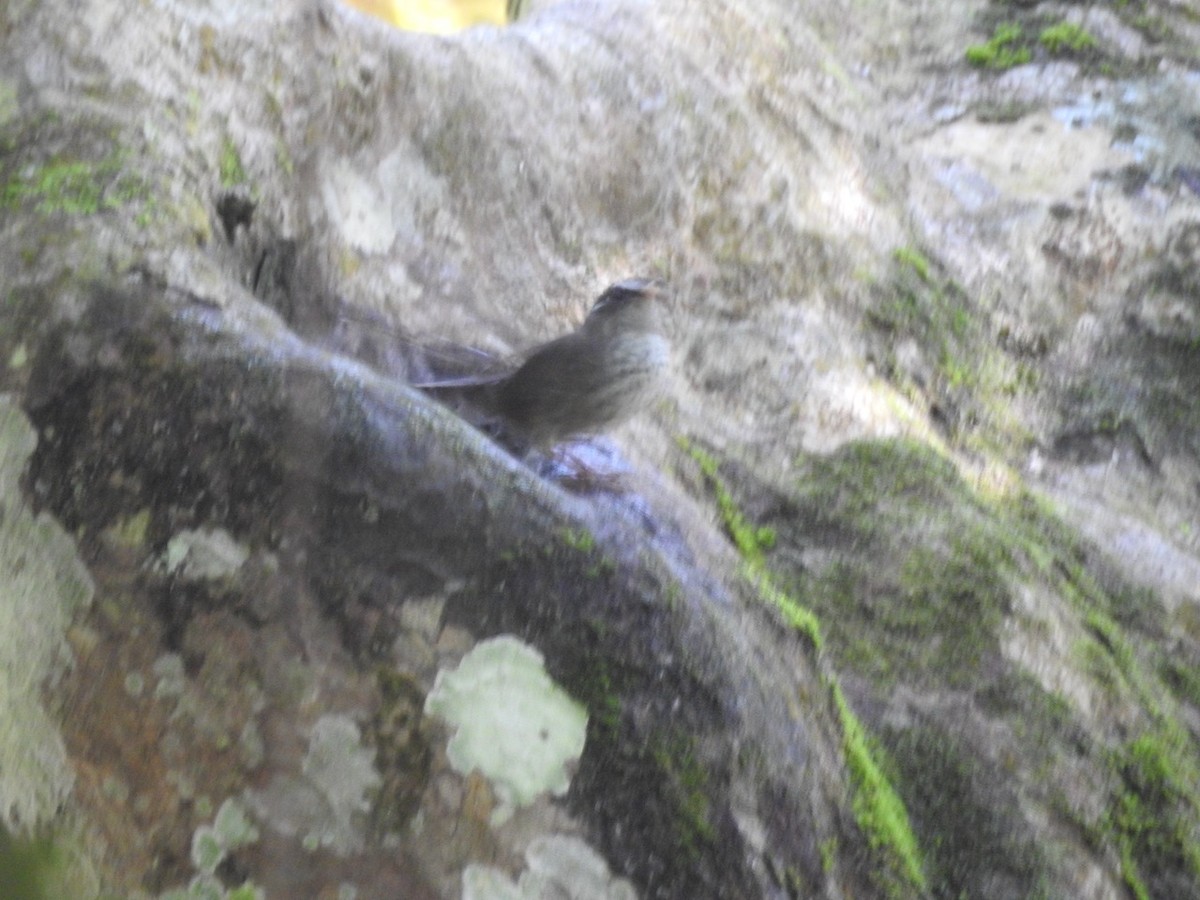 Vanuatu Streaked Fantail - ML272680081