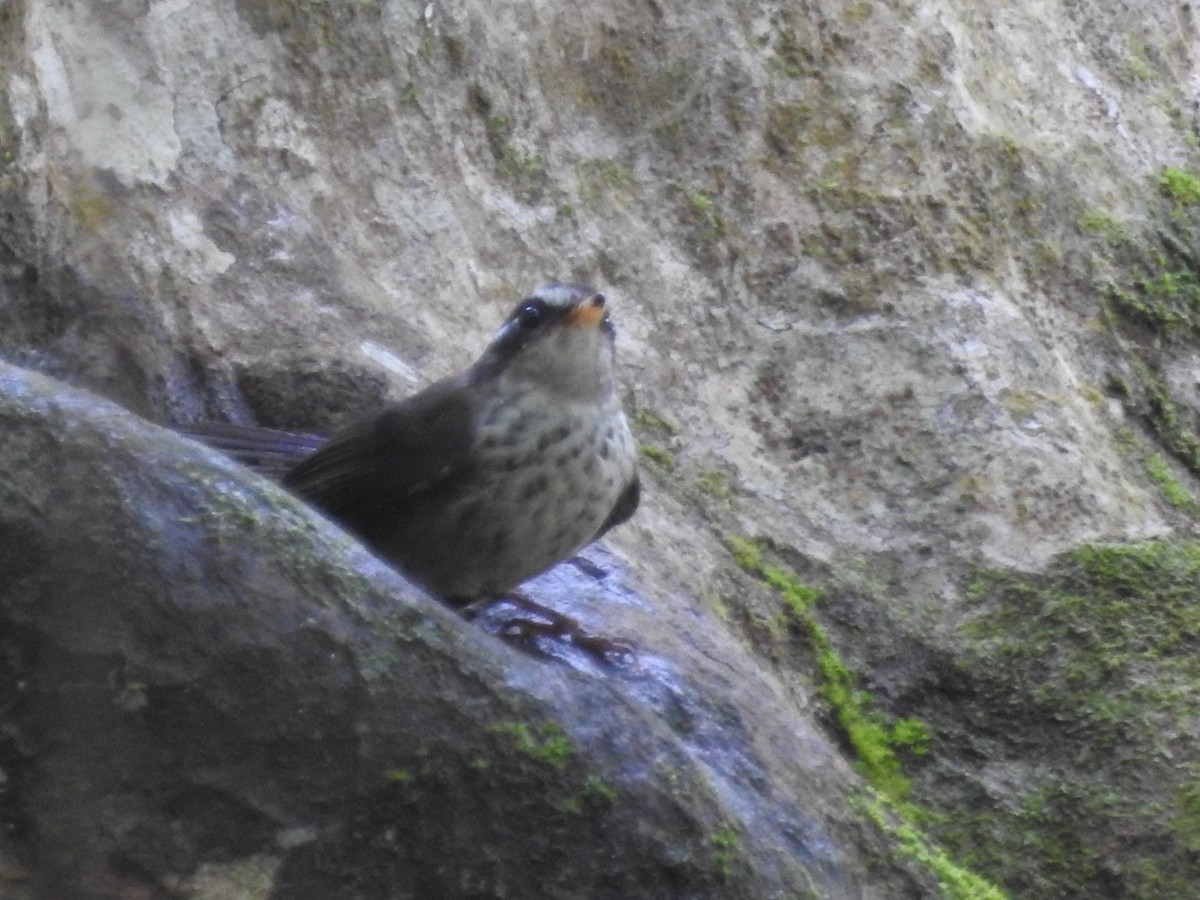 Vanuatu Streaked Fantail - Mayumi Green