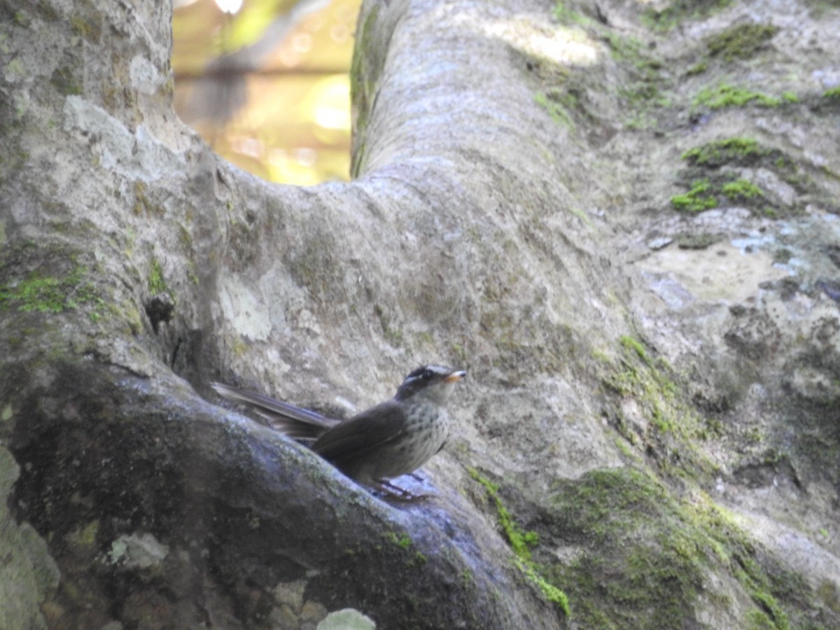 Vanuatu Streaked Fantail - ML272680101