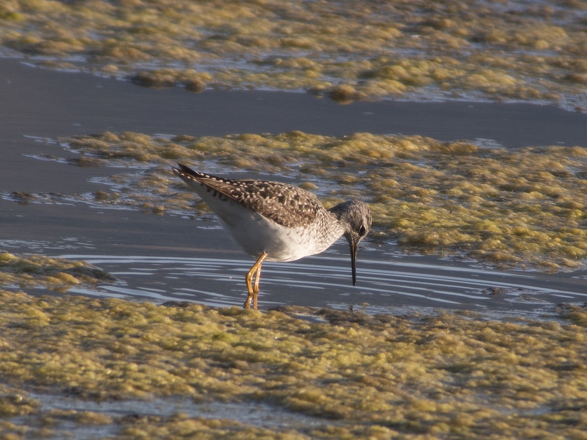 Lesser Yellowlegs - ML27268031