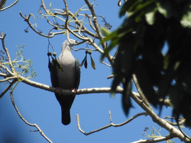 Pacific Imperial-Pigeon - ML272680361
