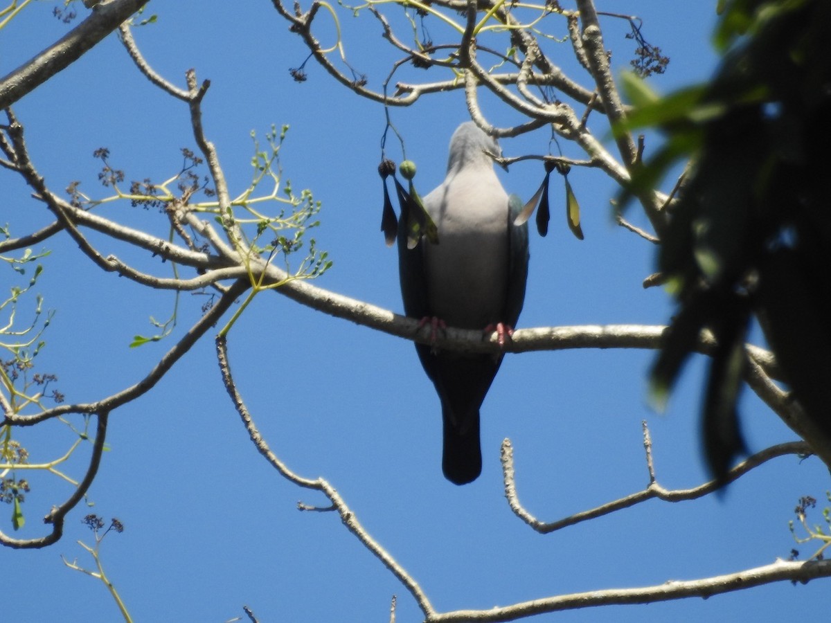 Pacific Imperial-Pigeon - ML272680401