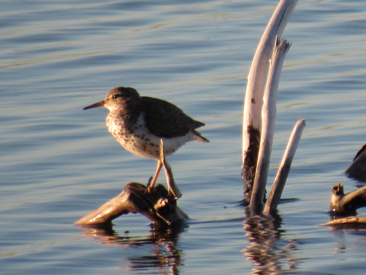 Spotted Sandpiper - ML272680981