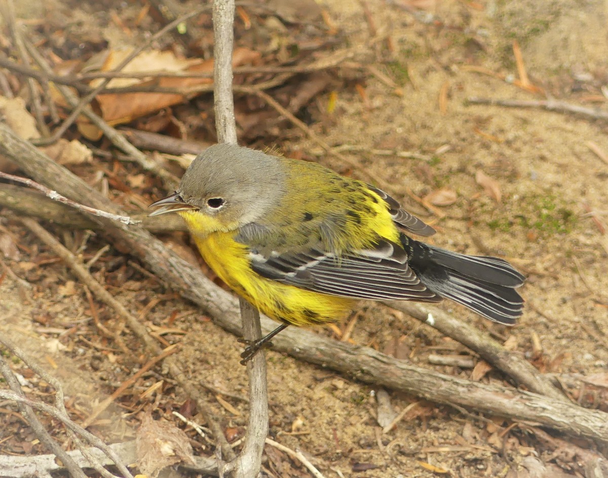 Magnolia Warbler - ML272682141