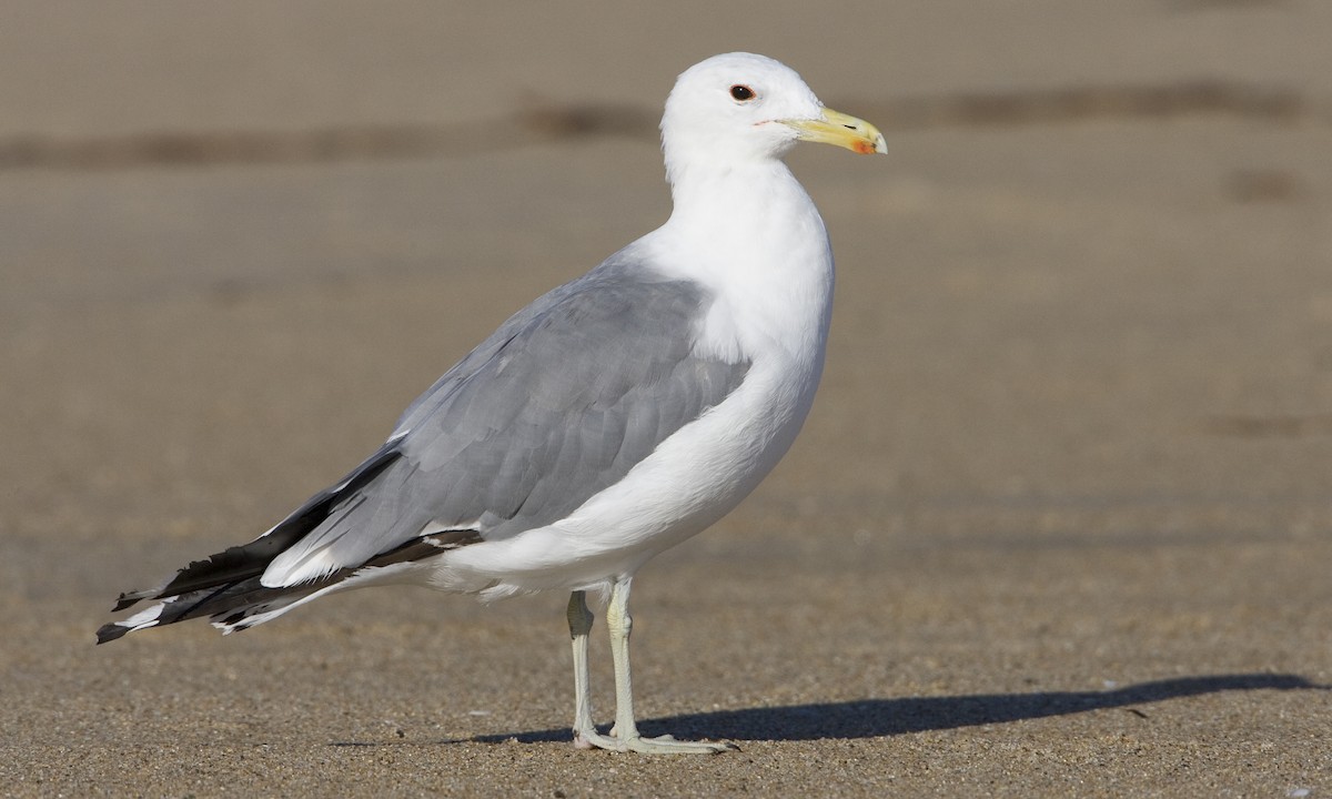 California Gull - Brian Sullivan