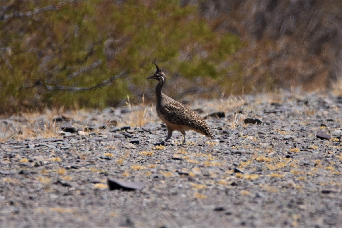 Elegant Crested-Tinamou - ML272684941