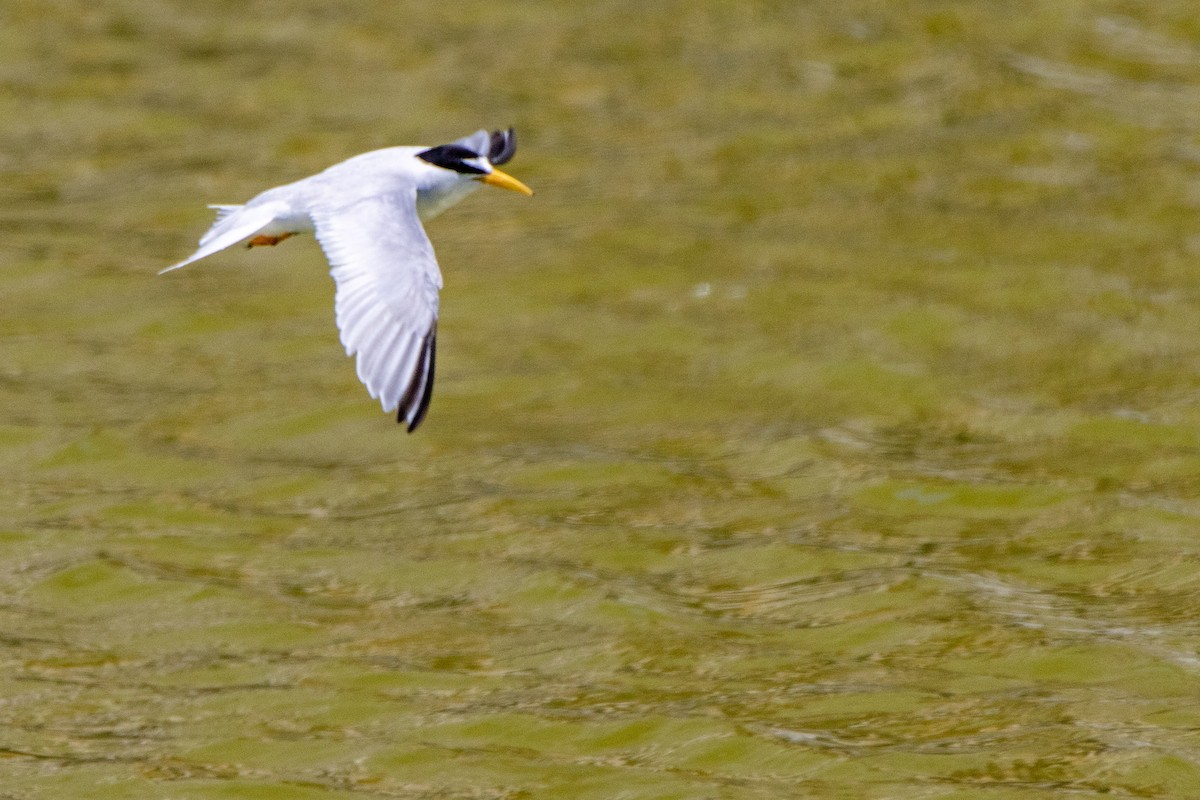 Least Tern - Tim Ludwick