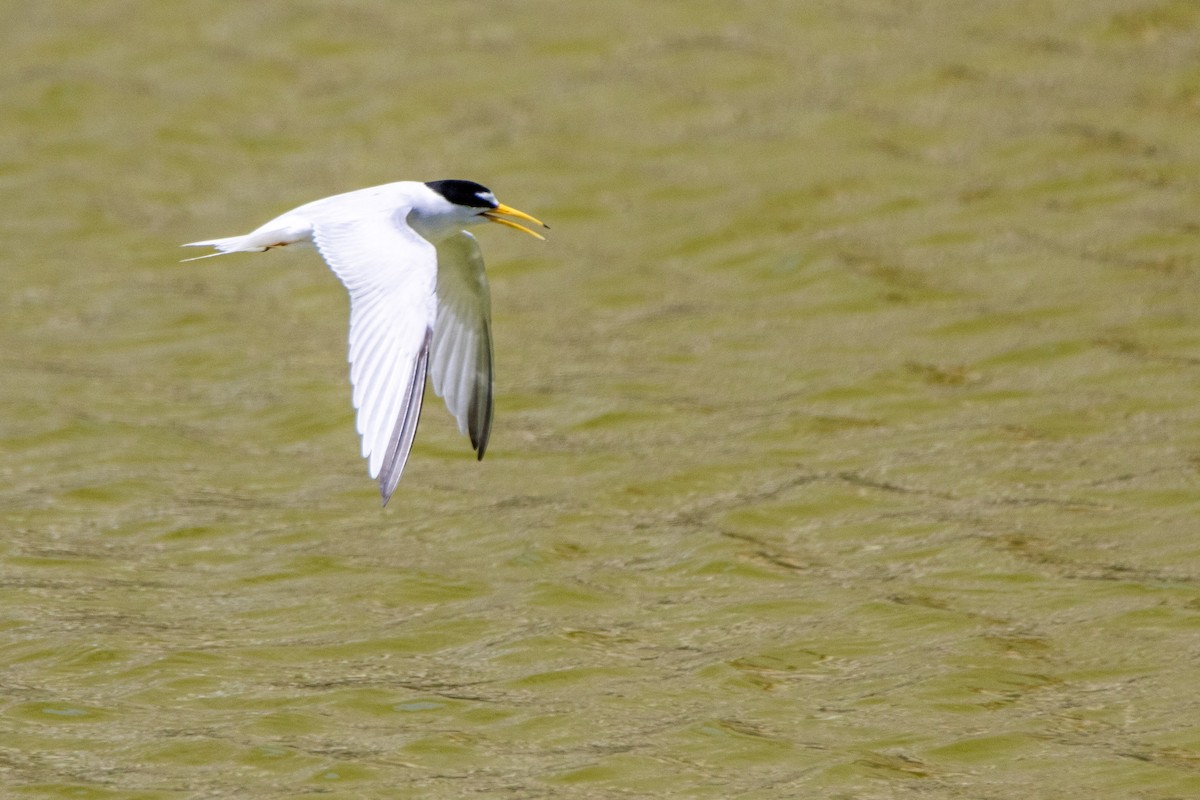 Least Tern - Tim Ludwick