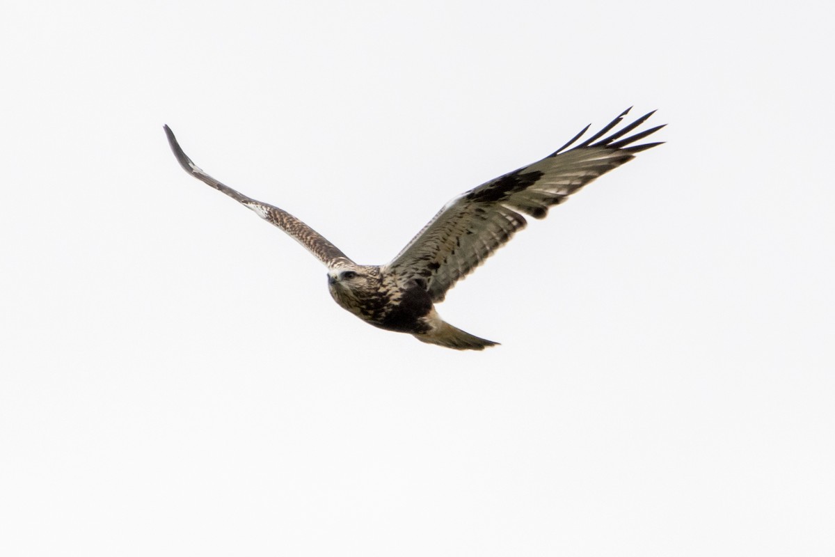 Rough-legged Hawk - Brian McGee