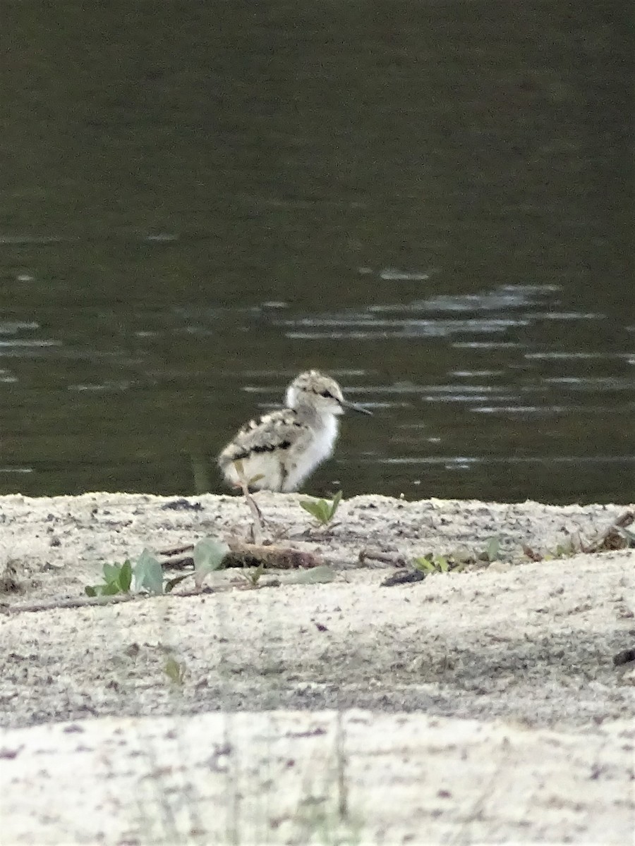 Pied Stilt - ML272686581