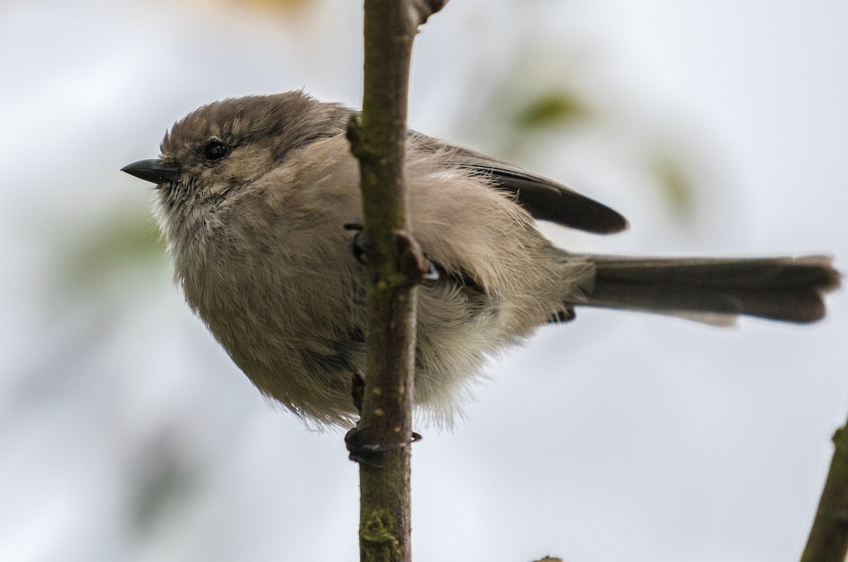 Bushtit - ML272687061