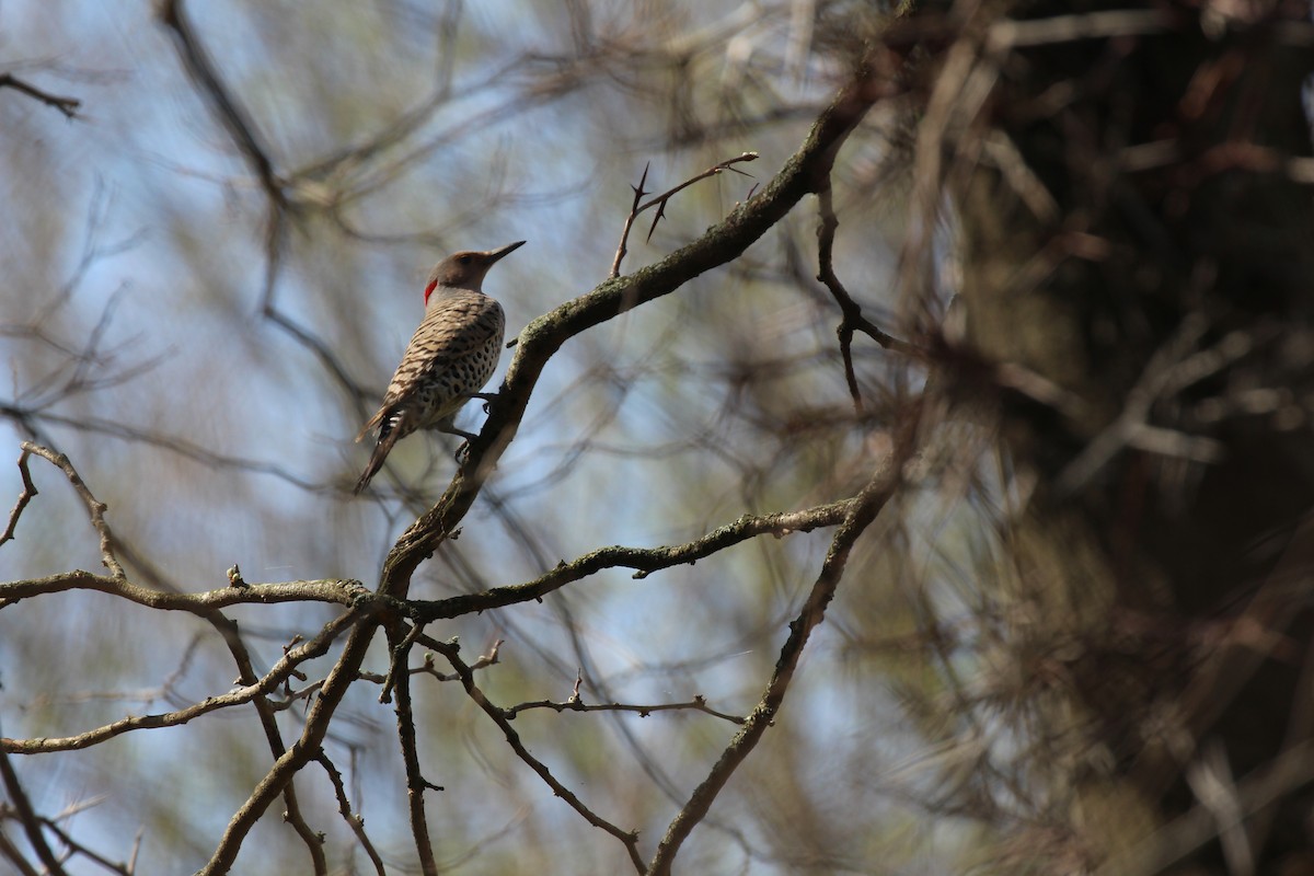 Northern Flicker - Russell Allison