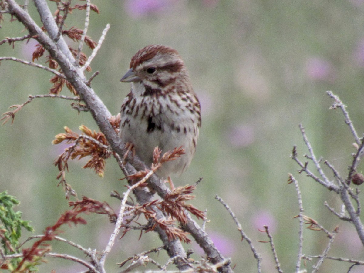 Song Sparrow - Brennen Beyer