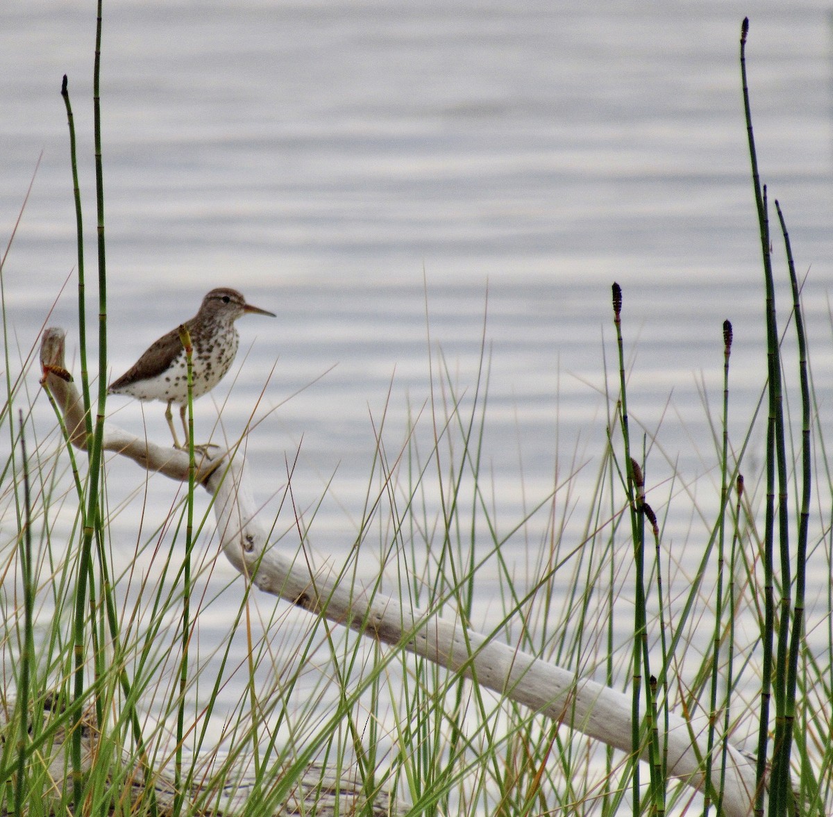 Spotted Sandpiper - ML272688941