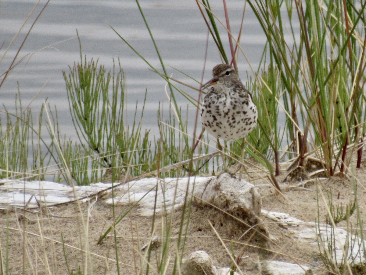 Spotted Sandpiper - ML272690261