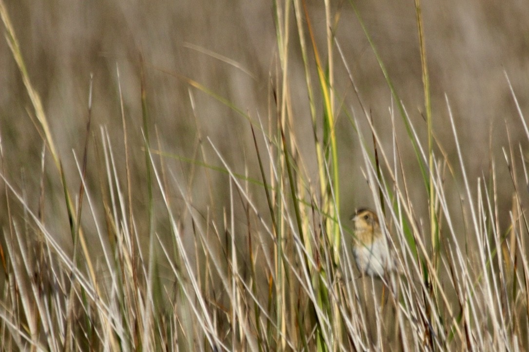 Nelson's Sparrow (Atlantic Coast) - ML272691001