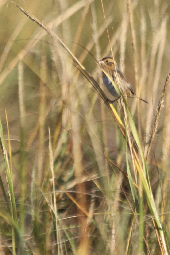 Nelson's Sparrow (Atlantic Coast) - ML272691011