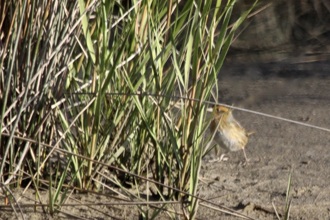 Nelson's Sparrow (Atlantic Coast) - ML272691041