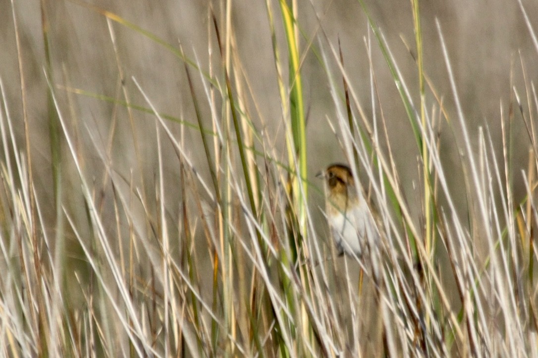 Nelson's Sparrow (Atlantic Coast) - ML272691061