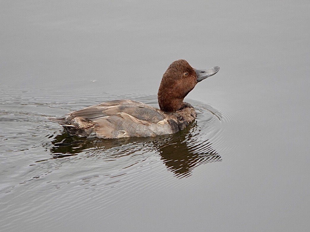 Aythya sp. - Brian Daniels