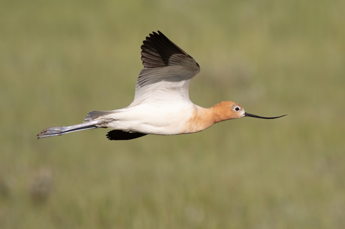 American Avocet - Joachim Bertrands