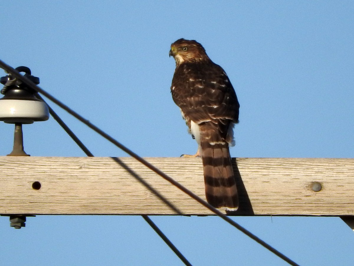 Cooper's Hawk - ML272691431