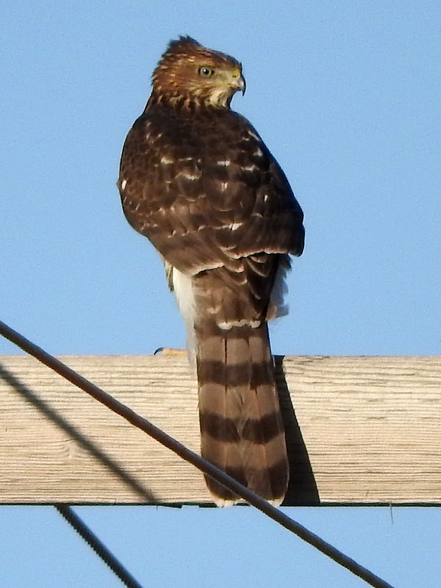 Cooper's Hawk - ML272691451