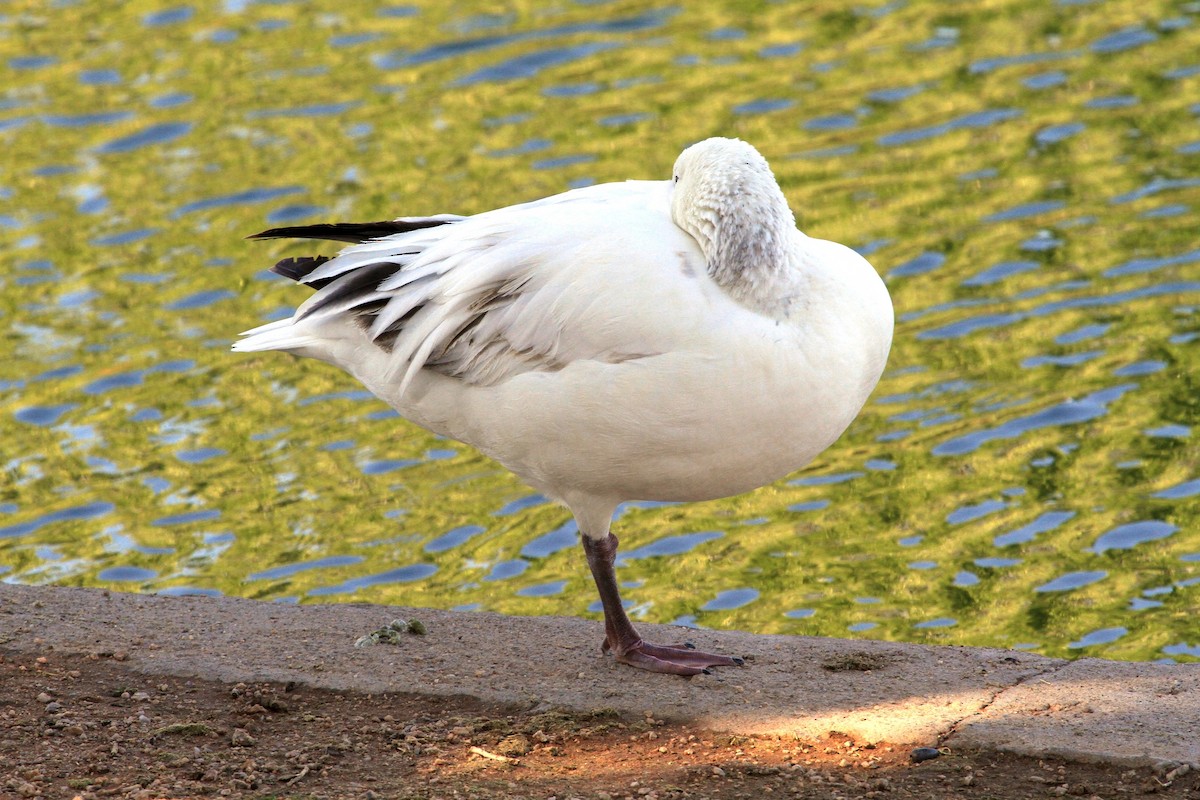 Snow Goose - Lindsay Story