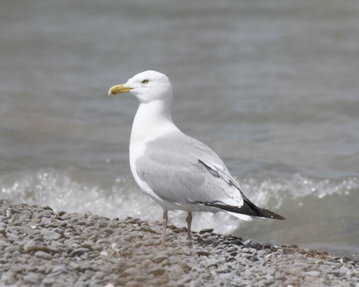 Gaviota Argéntea (americana) - ML272692241